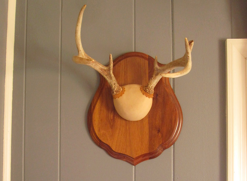 Deer head hanging on the wall